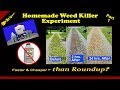 Homemade Weed Killer Experiment P.1