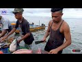 Attractions of Fish Slaughtering Masters at Puri Kota Sorong Bridge, West Papua (2/2)