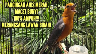 PANCINGAN ANIS MERAH MACET BUNYI DI SORE HARI AMPUH MERANGSANG ANIS BISU AGAR BUNYI