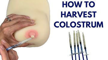 Colostrum Harvesting | How To Harvest Colostrum @ 37 weeks pregnant to 40 weeks pregnant