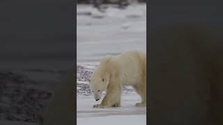 Bunu Biliyor muydun? Kutup Ayıları Beyaz Değil! 😲🐻‍❄️#kutupayısı #shorts