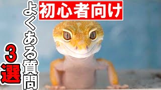 【初心者向け】爬虫類初心者のよくある悩みに答えました