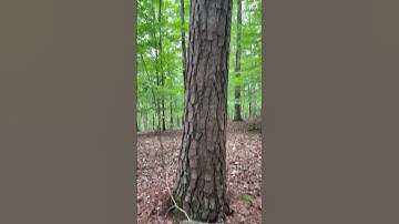 Thumbnail of Pinus Taeda Loblolly Pine