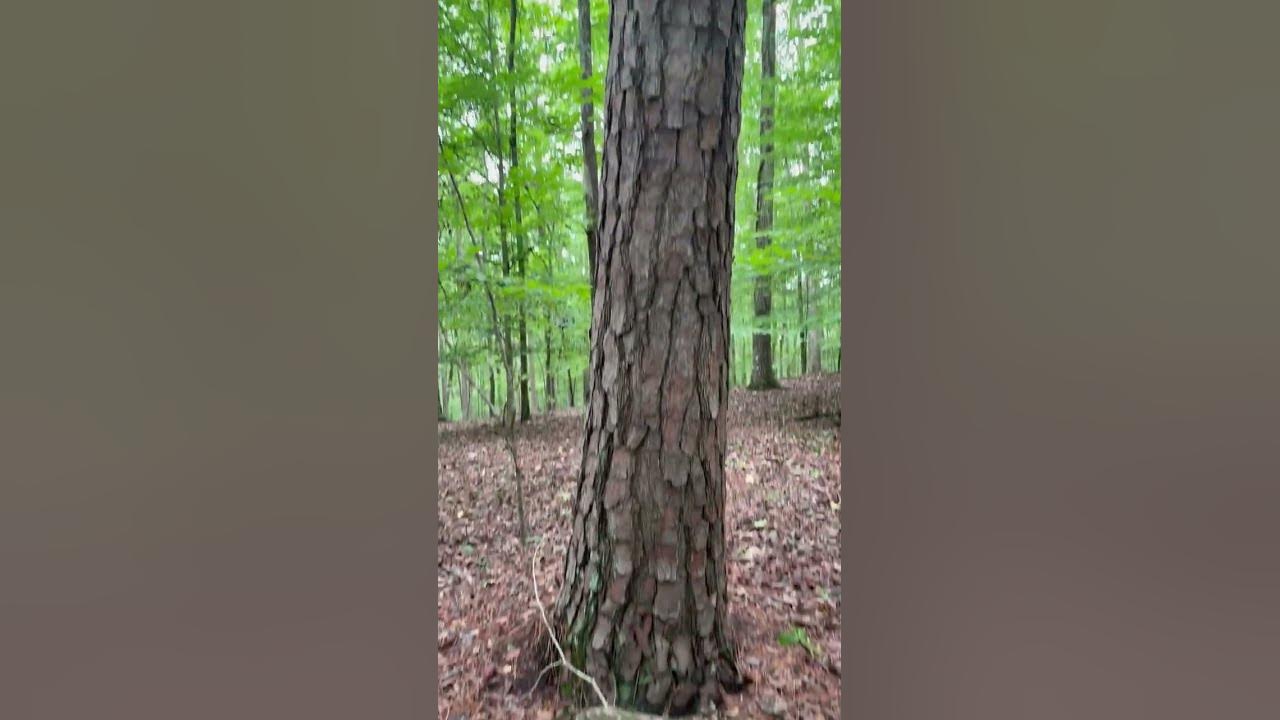 Pinus Taeda Loblolly Pine