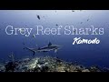 Grey Reef Sharks at Castle Rock - Komodo National Park - Indonesia - 2019【コモド】キャッスルロック、グレイリーフシャーク