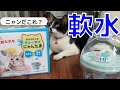 【ハチワレ猫】猫と軟水、膀胱炎になったハチの助の為、まるっと軟水にゃんたま購入、ハチの助