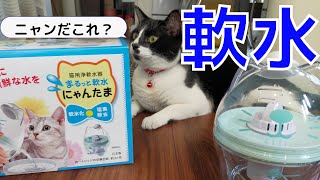 【ハチワレ猫】猫と軟水、膀胱炎になったハチの助の為、まるっと軟水にゃんたま購入、ハチの助