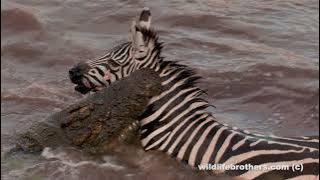 Exceptional! Zebra killed & eaten by crocodiles, hippo joining the feast. (warning explicit footage)
