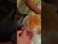#estadosunidos #france #français #shorts #shortsfeed #catshorts #catsofyoutube #youtubeshort #cute