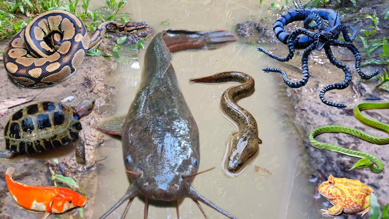 Tangkap ikan lele besar dalam lubang ada ikan hias, ikan gabus, belut, katak, kura kura