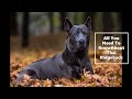 Thai Ridgeback ( All You Need To Know)