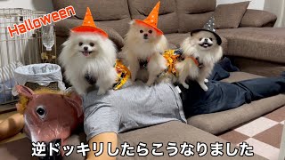 ゆここ様❤キャバリア ハロウィン オブジェ♡プードル ポメラニアン ペン立て♡ mqdefault.jpg