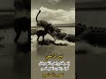 ليس كل سعي ي ثمرفربما يتعب الفهد وتكون الغنيمة لغيره اكسبلور لايك ترند تحفيز