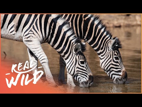 WHY ARE ZEBRAS STRIPED? | WILDLIFE QUEST