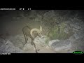 Surprise! Bighorn Sheep Ram