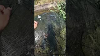 Куча раков! Рыбалка.