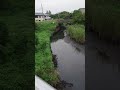 本日の綾瀬川。9/16-3