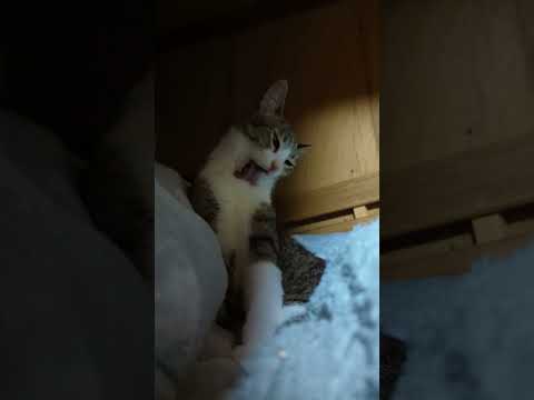 押入れにゃんこ - Cute Cats - #Shorts