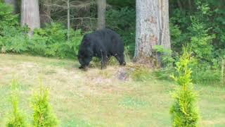 Big Black Bear with interesting gait. Most definitely a Male.