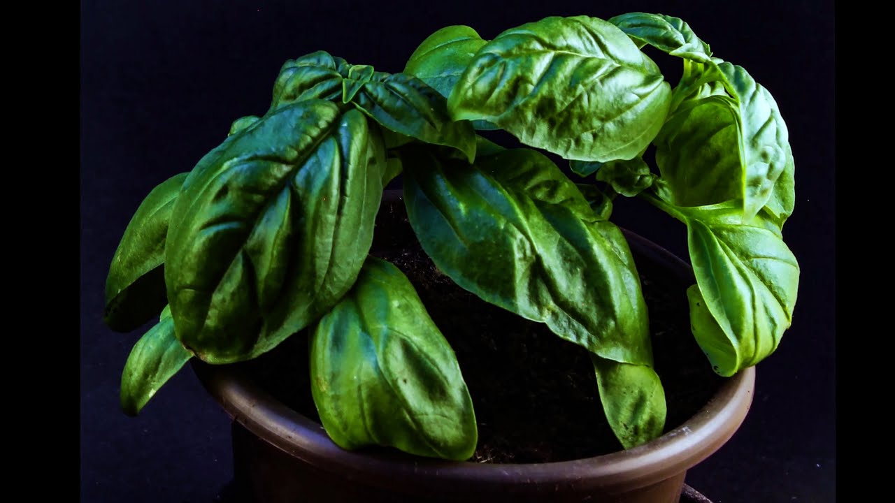 Growing Basil basil time lapse YouTube
