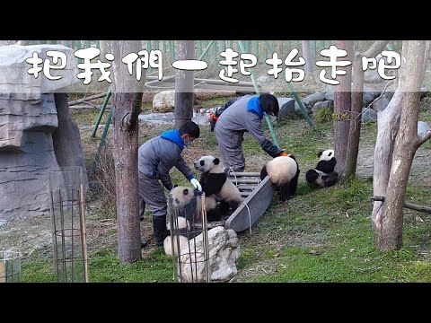 《熊貓早晚安》把我們一起抬走吧 | iPanda熊猫频道