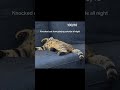 Rating the cats sleeping positions 🐱💤 which one are you?