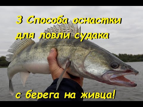 3 вида оснастки для ловли судака с берега на живца