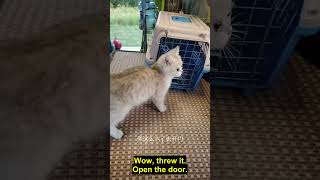 Uncle training cats Most popular Stray cat debut plan Basic requirements: Love cats and never ab