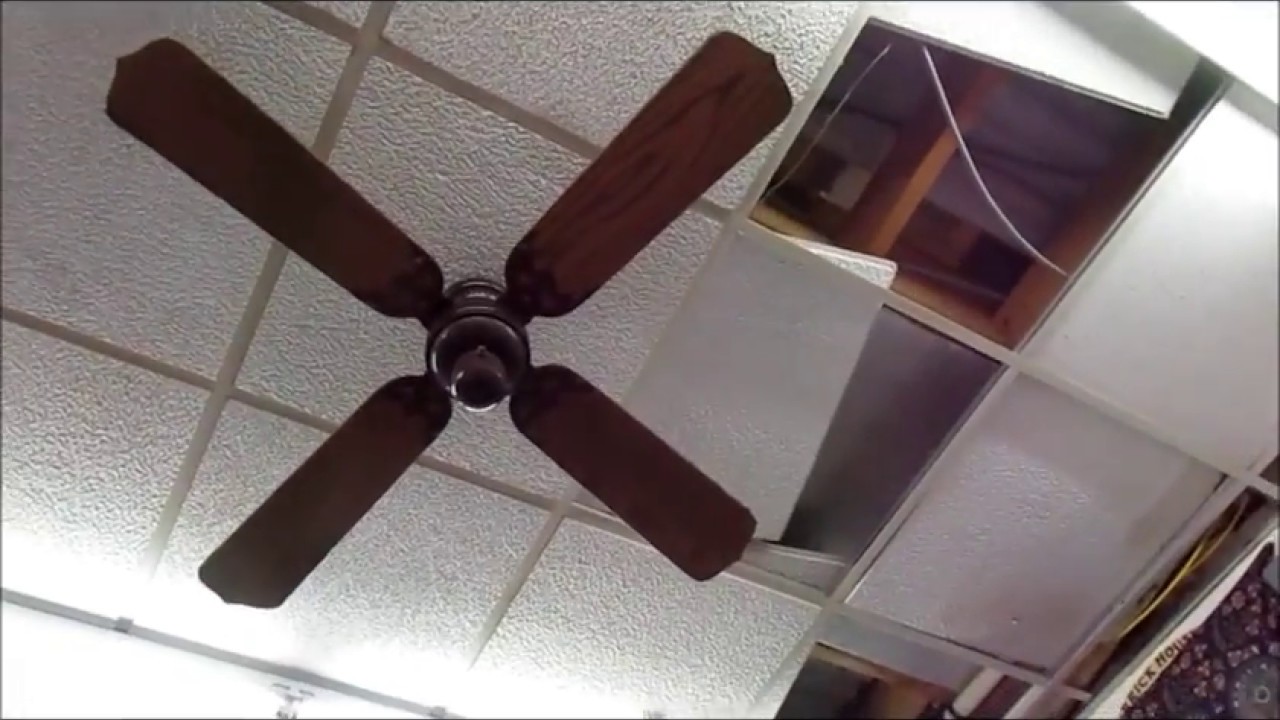 Fan sightings on the wildwood boardwalk