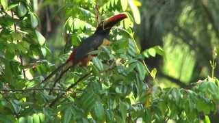 Bright birds and flowers of costa rica