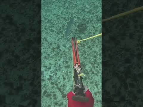 School of barracuda check out the channel for more fun adventures #viral #spearfishing #mustwatch