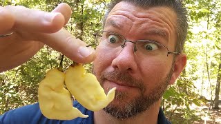 Man tries WHITE GHOST PEPPERS for the first time!!! 👻🌶️
