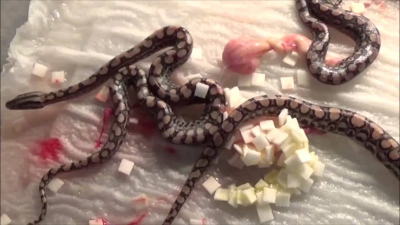 egg incubation chart Steamwerks' FLog: Rainbow Boa (Epicrates Cenchria Maurus) Litter 3/8/2014