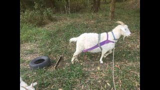 Goat Harness Training