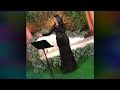 ورد جوري حفلة خاصة ورد جوري حفلة خاصة
