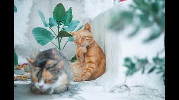 Unleash the Fun: The Magic of Catnip Explained!