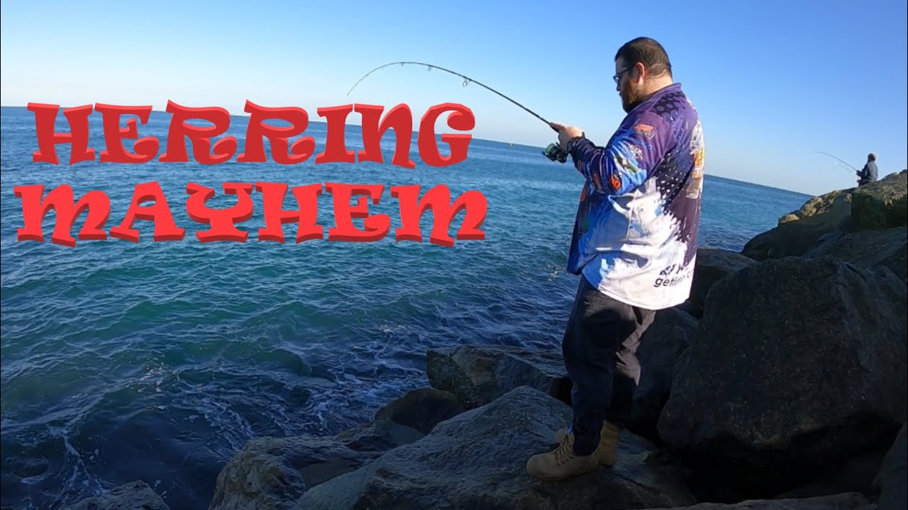 HERRING MAYHEM LANDBASED HERRING FISHING AT IT'S BEST YouTube