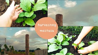 Planting & Harvesting Mustasa Garden Vlog| Wifehood Project