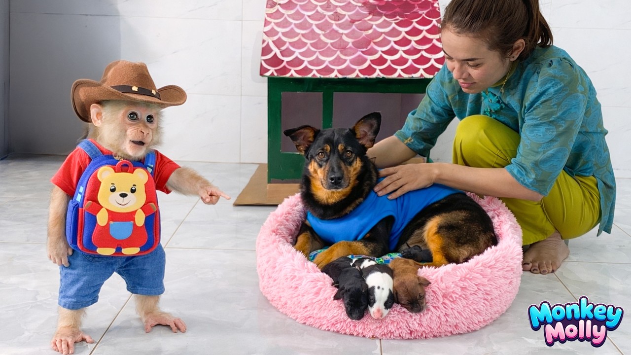 A heartwarming moment as Monkey Molly and Mom renovate Mun’s space during her delivery