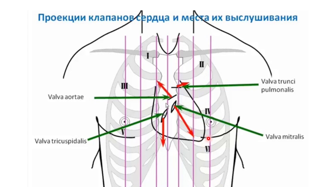 Клапаны сердца на грудной клетке. Проекции и точки аускультации клапанов сердца. Места проекции и выслушивания клапанов сердца. Точки анатомической проекции клапанов сердца. Скелетотопия сердца топографическая анатомия.