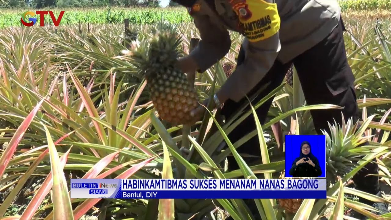 Manisnya Bisnis Nanas Bagong di Bantul, Tumbuh Subur dan Berbuah Segar di Sini #BIS 13/10