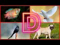Animals Name Starting With D | Amazing Animals And Birds Name Starting With Alphabet D For Kids