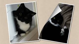 ぼくは、うに。～ミヌエットの男の子～PV【フォトエッセイ】