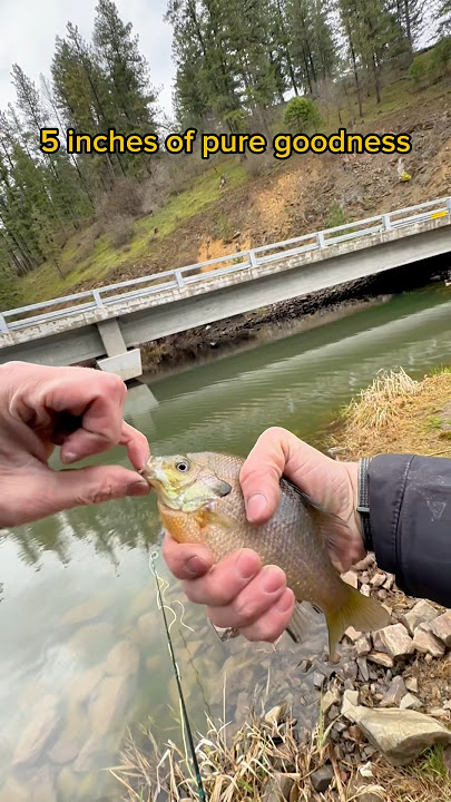 Avery crushes huge bass on barbie pole! 