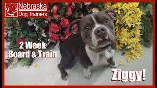 Ziggy | 1YO American Bully | Off Leash Reliable Dog Training Nebraska