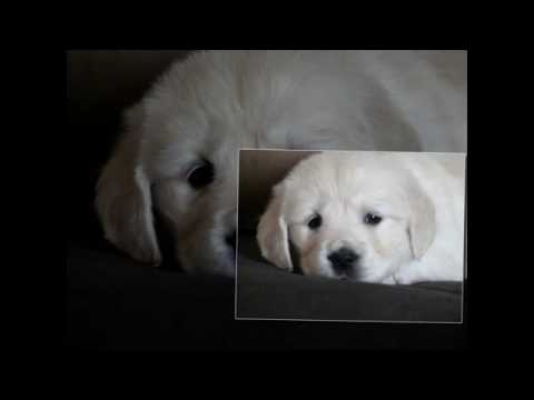 snow angel retrievers