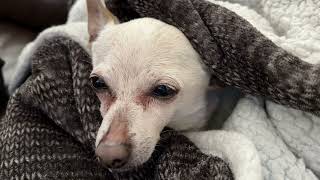Meet the world&#39;s oldest living dog, a chihuahua named TobyKeith that lives in Palm Beach County