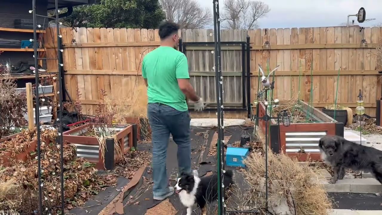 Tiny garden update February 2026 