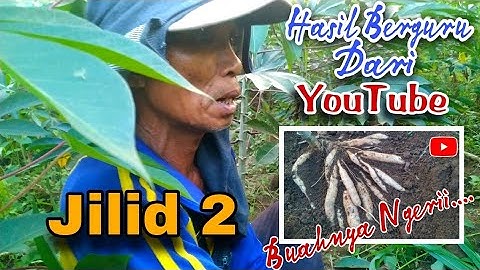 Awalnya Diremehkan‼️Tanam Singkong Direbahkan Usia 3 Bulan Buahnya Mengejutkan || SINGKONG GARUDA