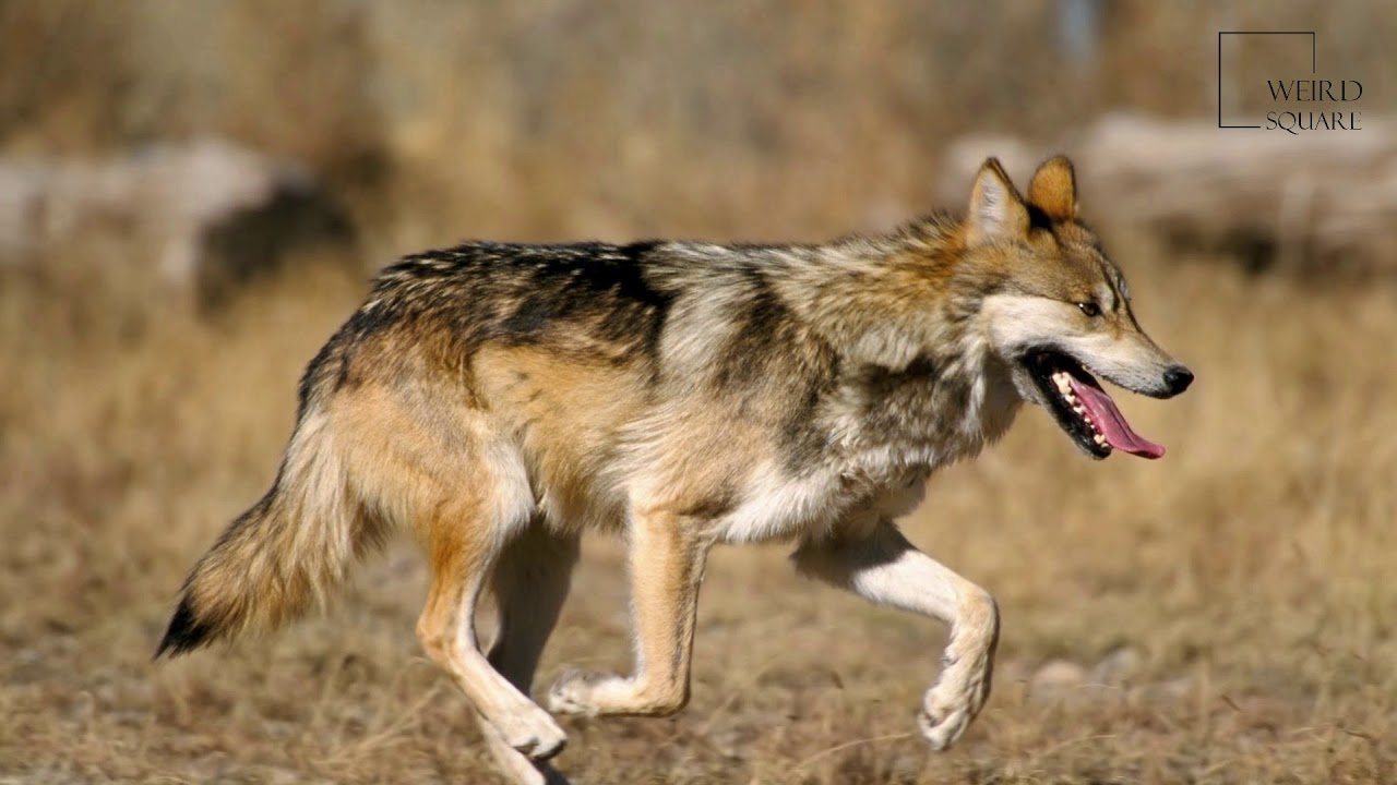 Interesting Facts About Mexican Wolf By Weird Square YouTube